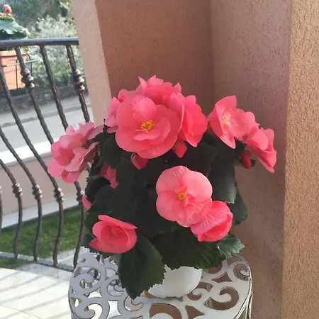 Appartement Baric 4412 *